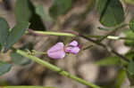 Downy milkpea